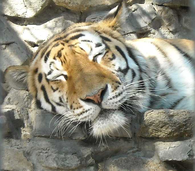   - Panthera tigris altaica  ( 4595) 