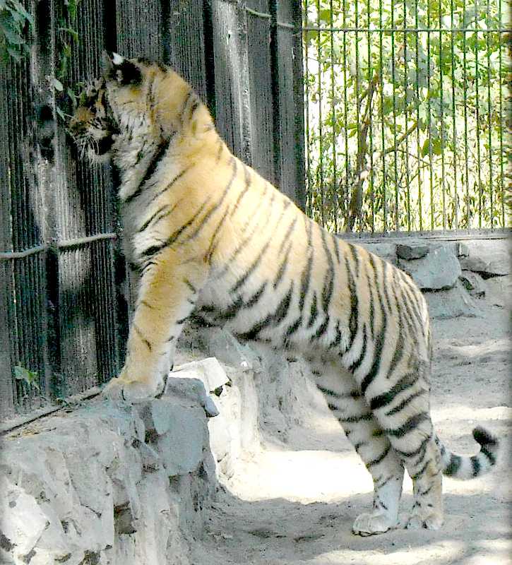   - Panthera tigris altaica  ( 4717) 