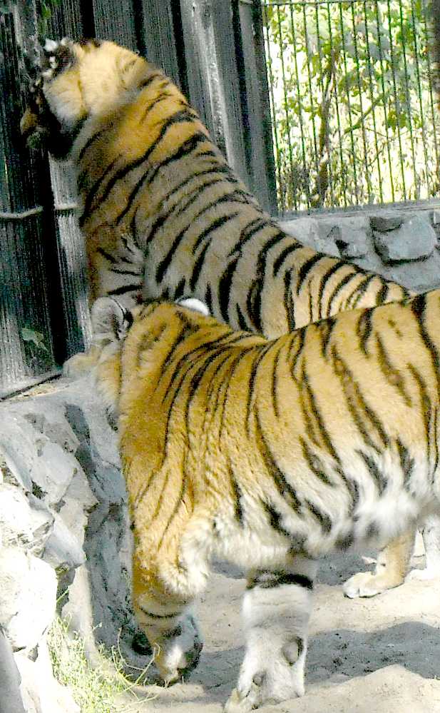   - Panthera tigris altaica  ( 4718) 