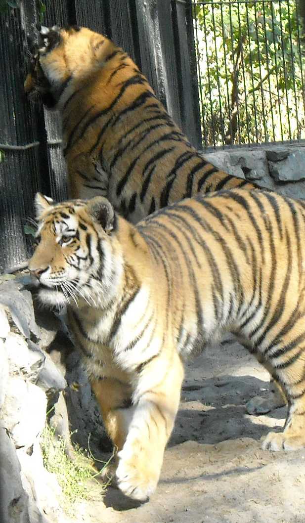   - Panthera tigris altaica  ( 4719) 