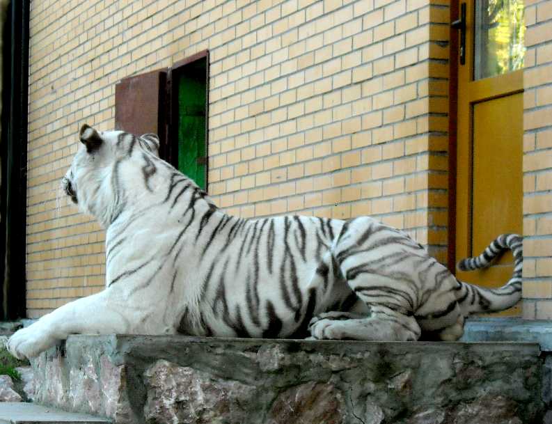     - Panthera tigris tigris var.alba  ( 4722) 