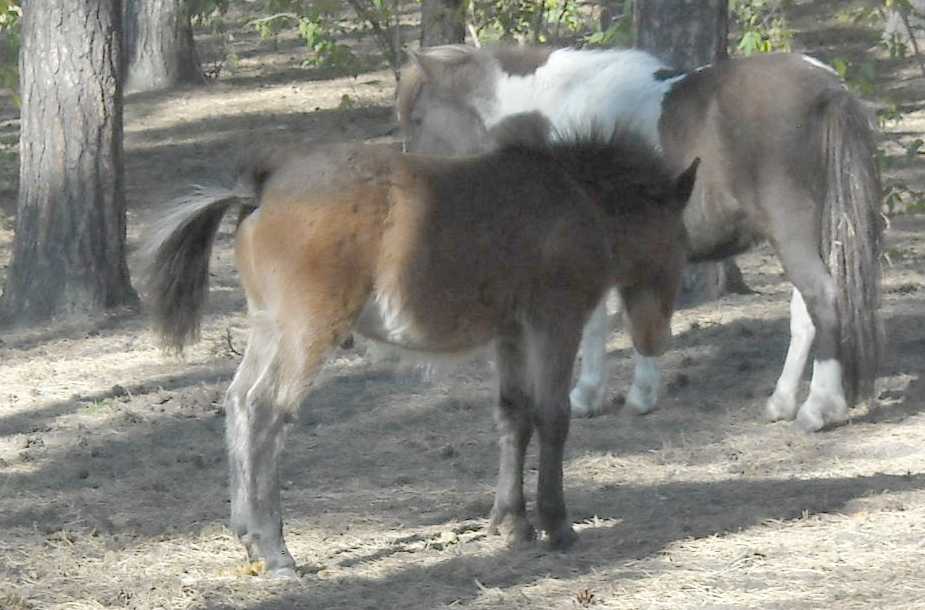   - Equus caballus  ( 4796) 