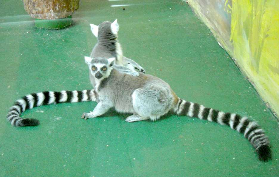   - Lemur catta  ( 4850) 