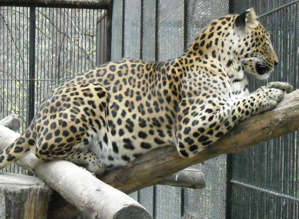   - Panthera pardus ciscaucasica  ( 4973) 