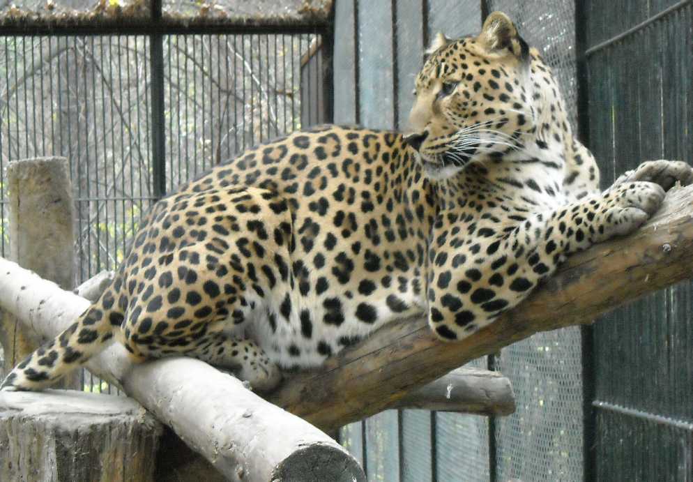   - Panthera pardus ciscaucasica  ( 4976) 