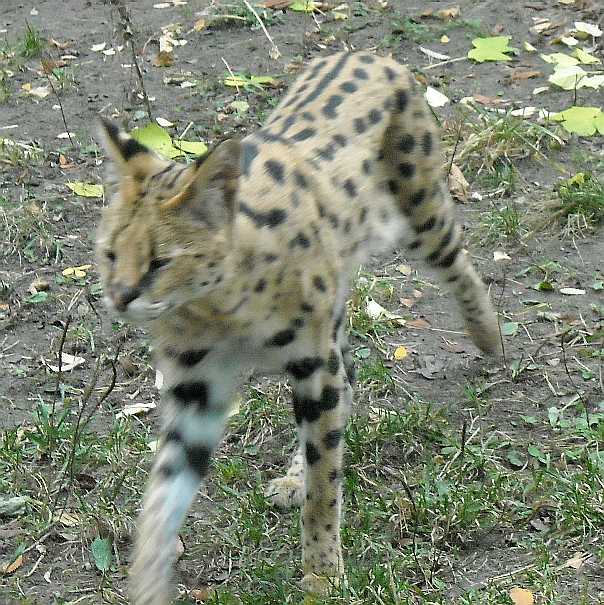  - Felis serval  ( 5016) 