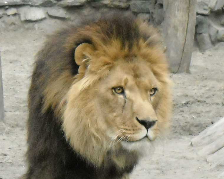   - Panthera leo  ( 5081) 