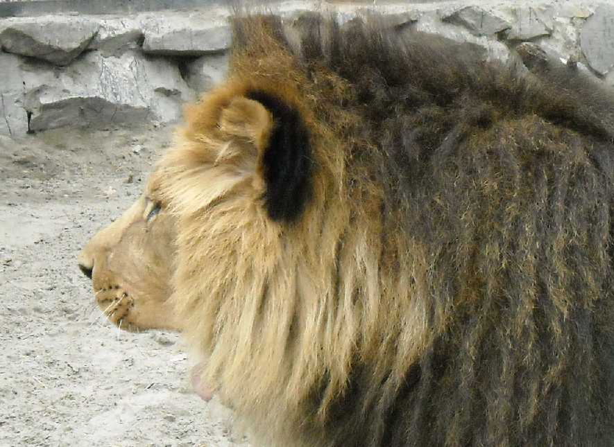   - Panthera leo  ( 5085) 