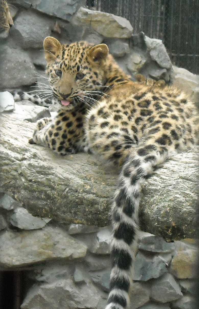   - Panthera pardus orientalis  ( 5090) 