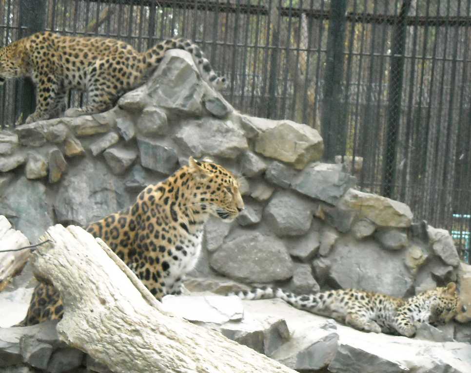   - Panthera pardus orientalis  ( 5091) 