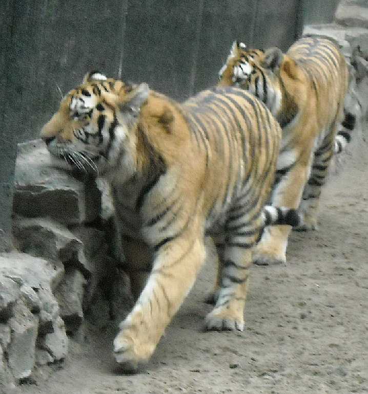   - Panthera tigris altaica  ( 5098) 
