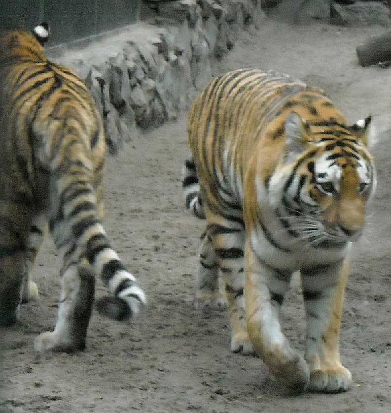   - Panthera tigris altaica  ( 5099) 