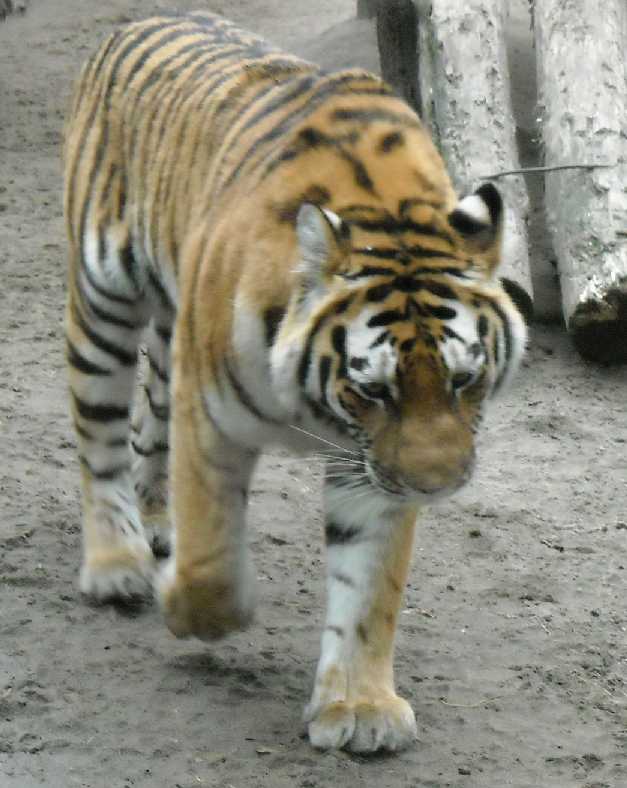   - Panthera tigris altaica  ( 5100) 