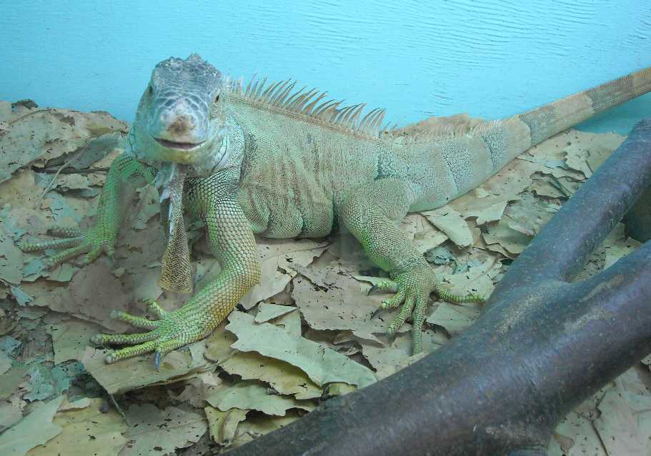   - Iguana iguana  ( 5137) 