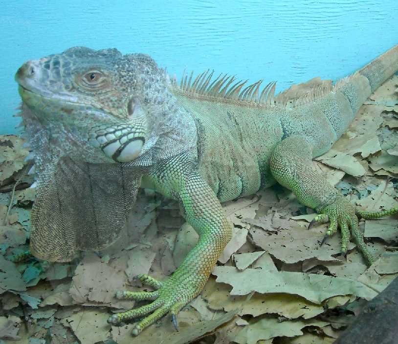   - Iguana iguana  ( 5138) 