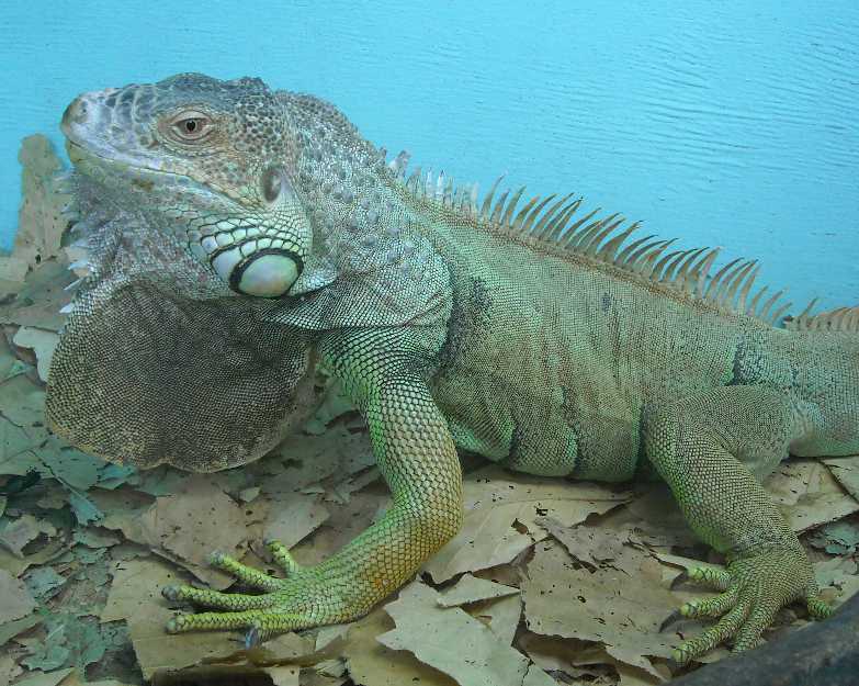   - Iguana iguana  ( 5139) 