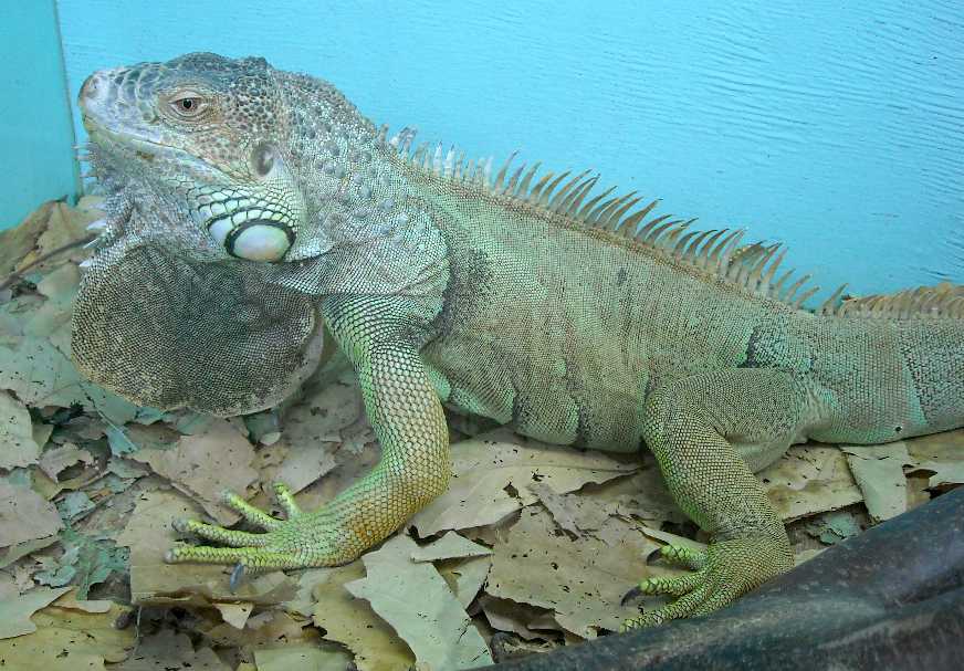   - Iguana iguana  ( 5140) 