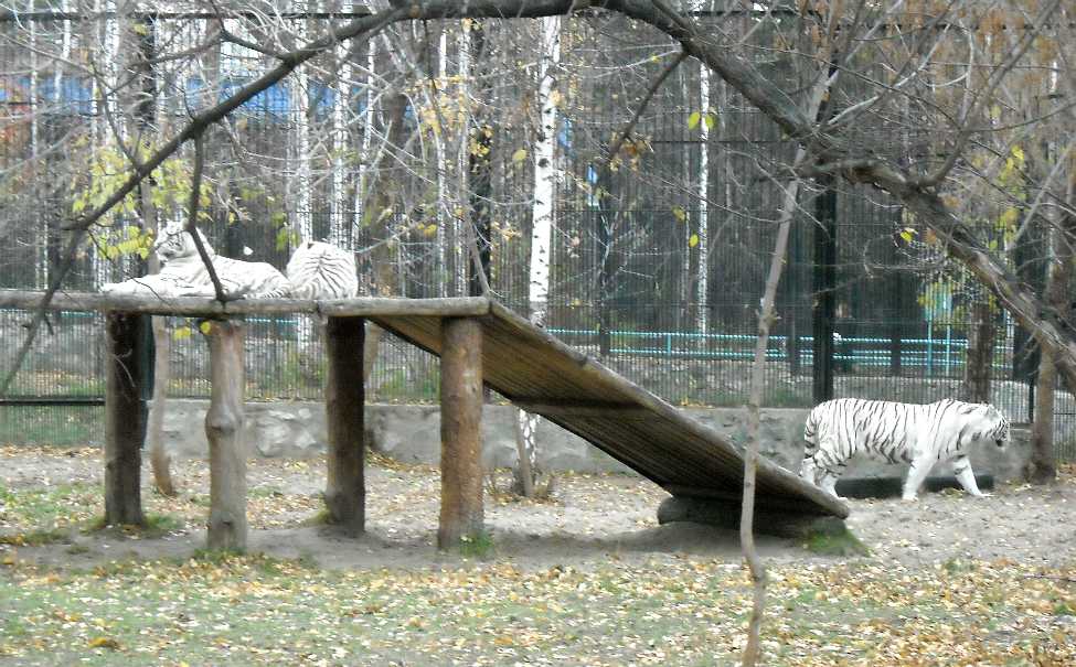     - Panthera tigris tigris var.alba  ( 5188) 