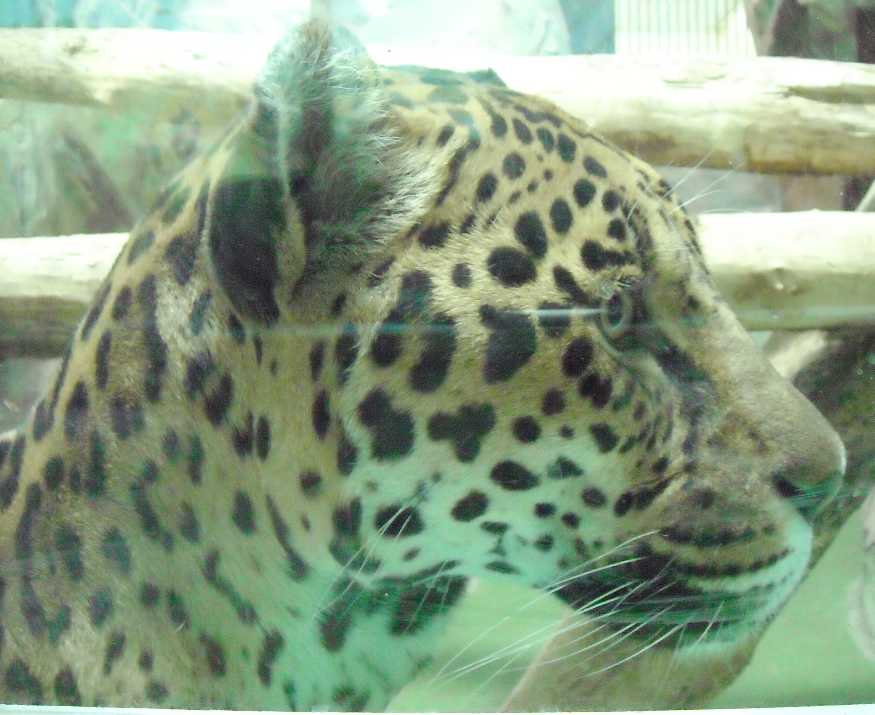 - Panthera onca  ( 5235) 