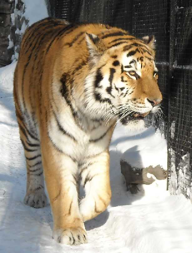   - Panthera tigris altaica  ( 5392) 
