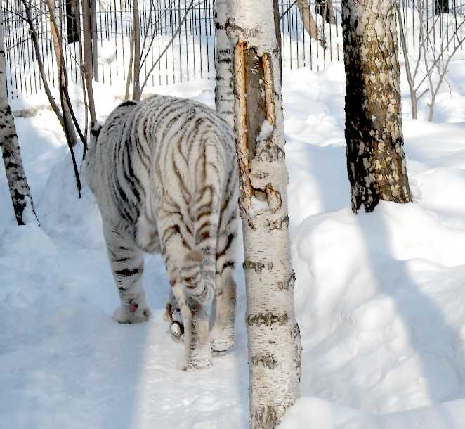     - Panthera tigris tigris var.alba  ( 5424) 