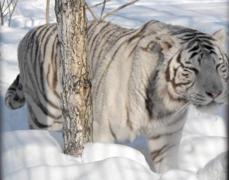     - Panthera tigris tigris var.alba  ( 5425) 