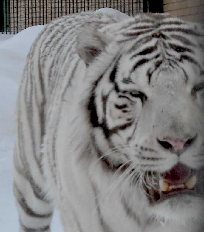     - Panthera tigris tigris var.alba  ( 5426) 