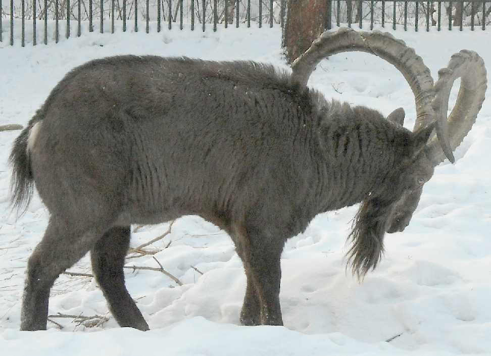    - Capra ibex sibirica  ( 5450) 