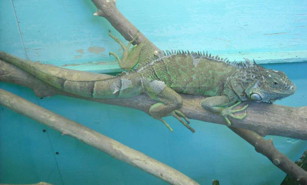   - Iguana iguana  ( 5462) 