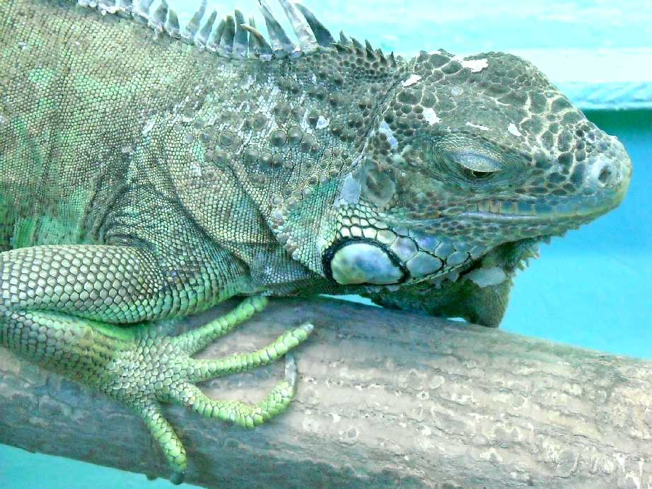   - Iguana iguana  ( 5463) 