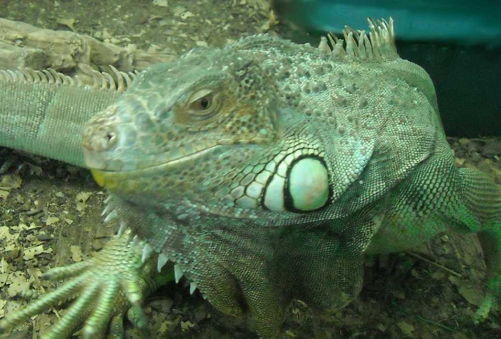   - Iguana iguana  ( 5465) 