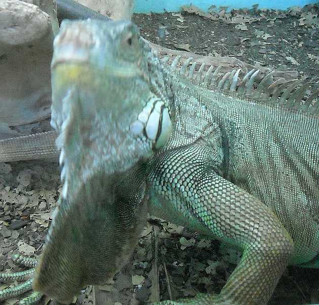   - Iguana iguana  ( 5466) 