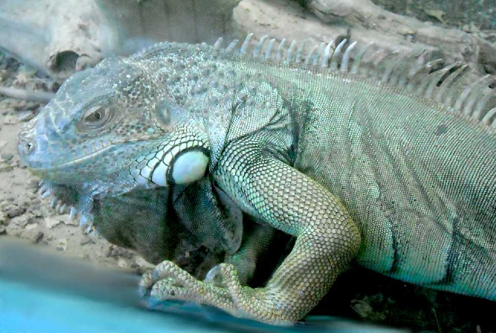   - Iguana iguana  ( 5467) 