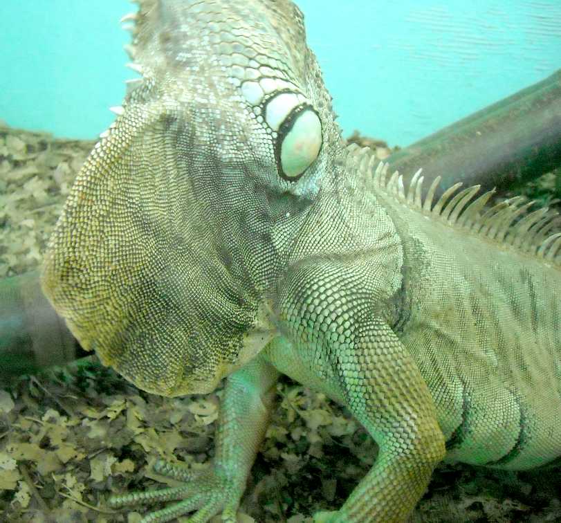   - Iguana iguana  ( 5468) 