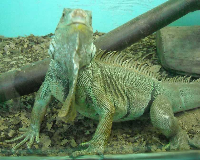   - Iguana iguana  ( 5469) 