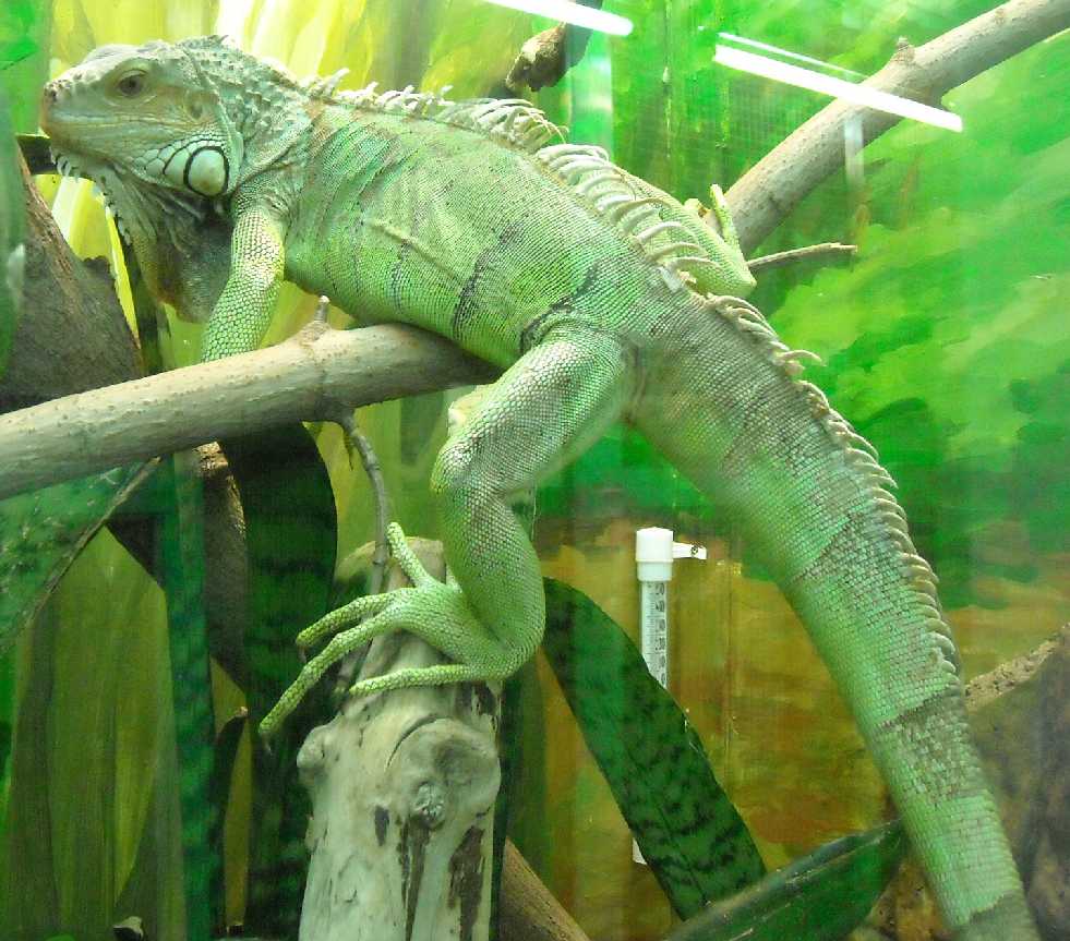   - Iguana iguana  ( 5519) 