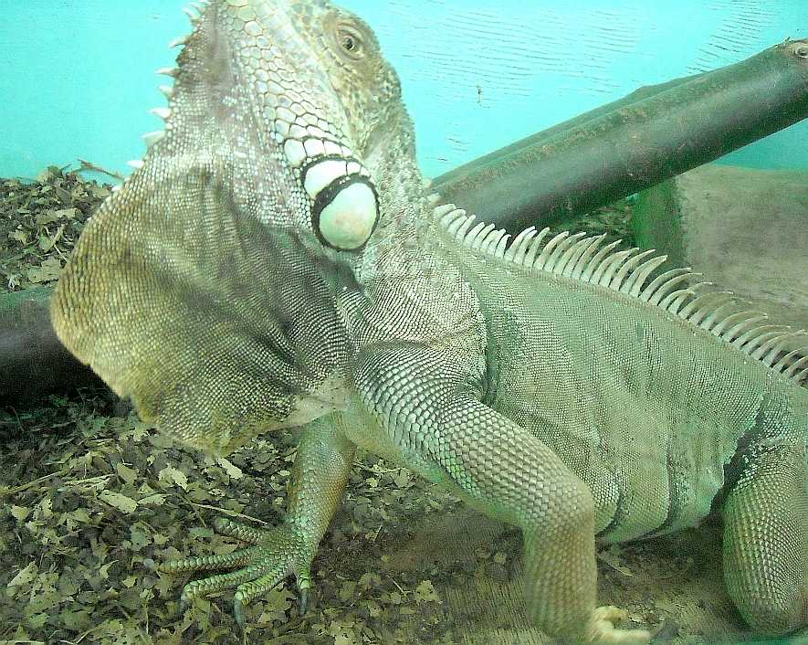   - Iguana iguana  ( 5717) 