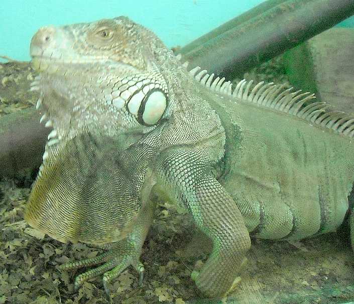   - Iguana iguana  ( 5718) 