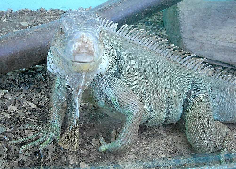  - Iguana iguana  ( 5719) 