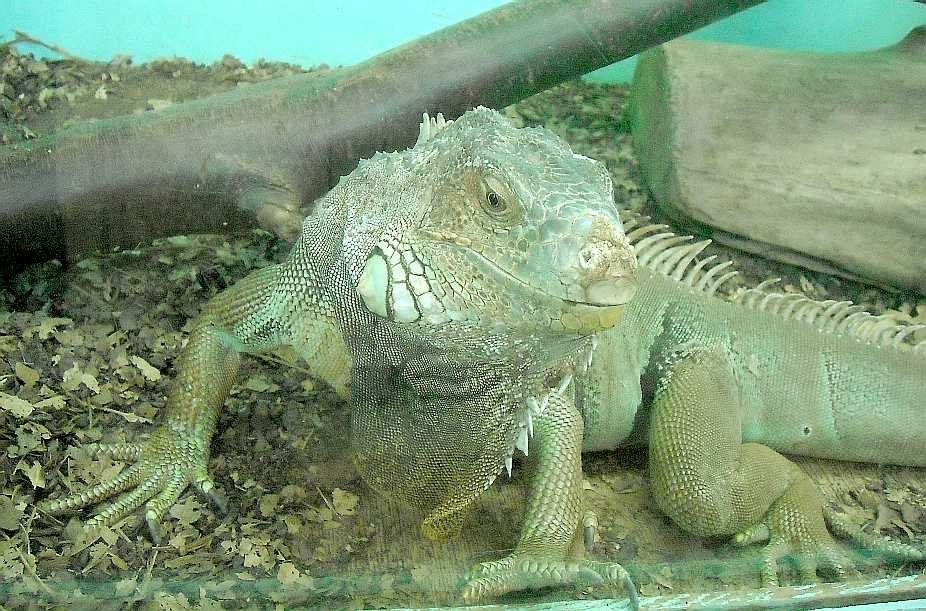   - Iguana iguana  ( 5720) 