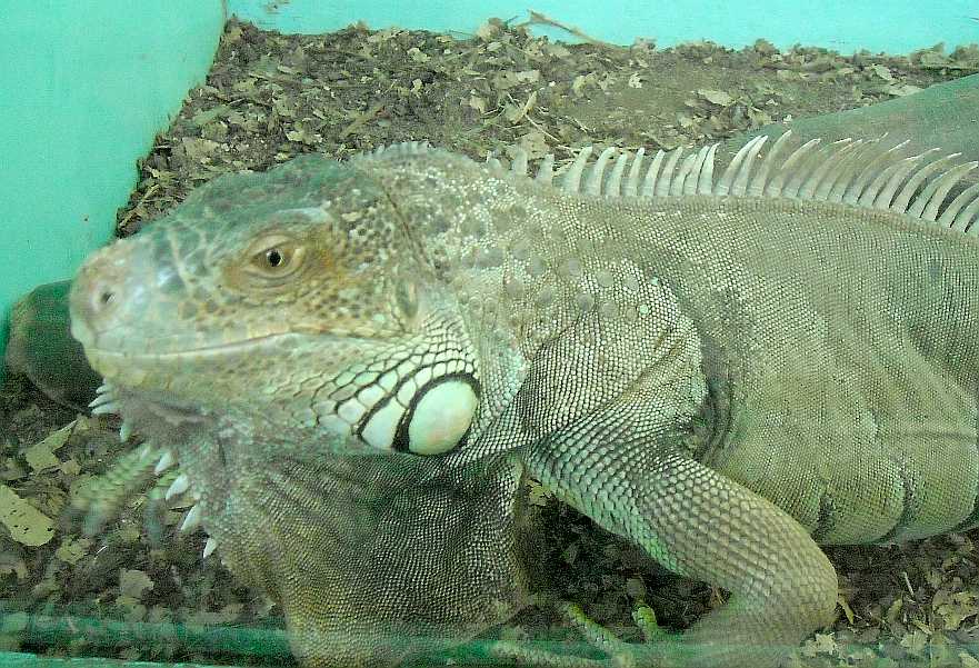   - Iguana iguana  ( 5721) 