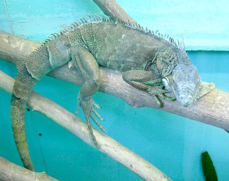   - Iguana iguana  ( 5722) 