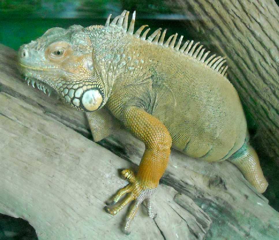   - Iguana iguana  ( 5755) 