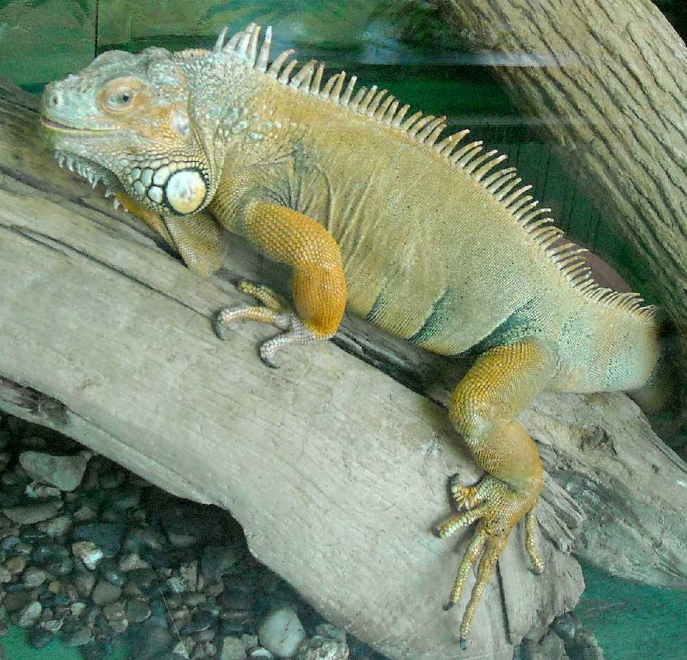   - Iguana iguana  ( 5756) 