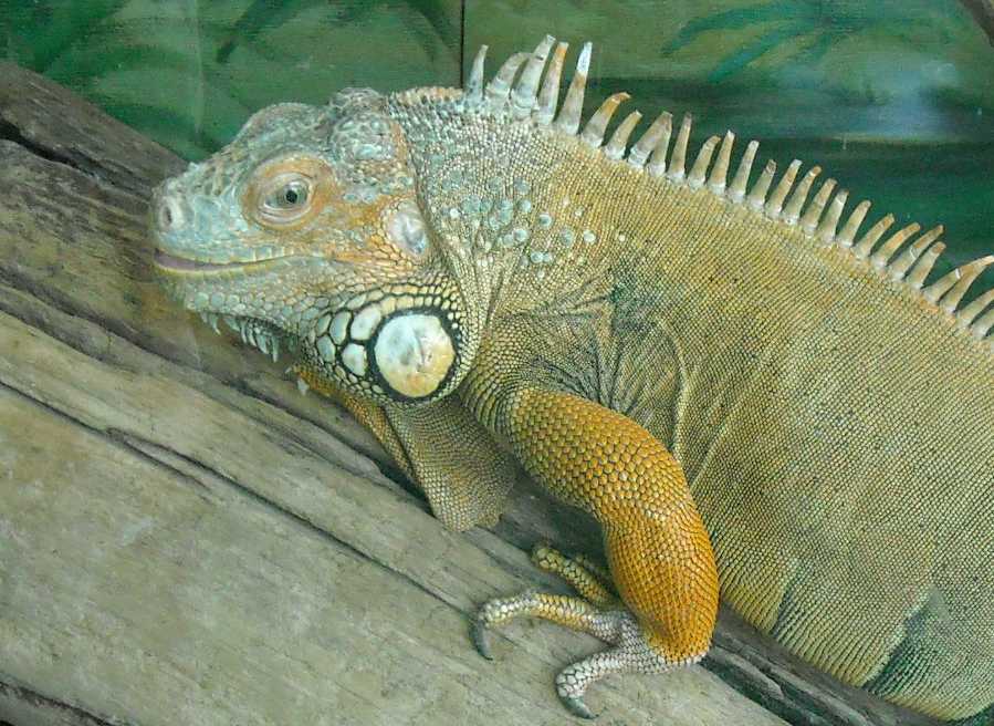   - Iguana iguana  ( 5757) 