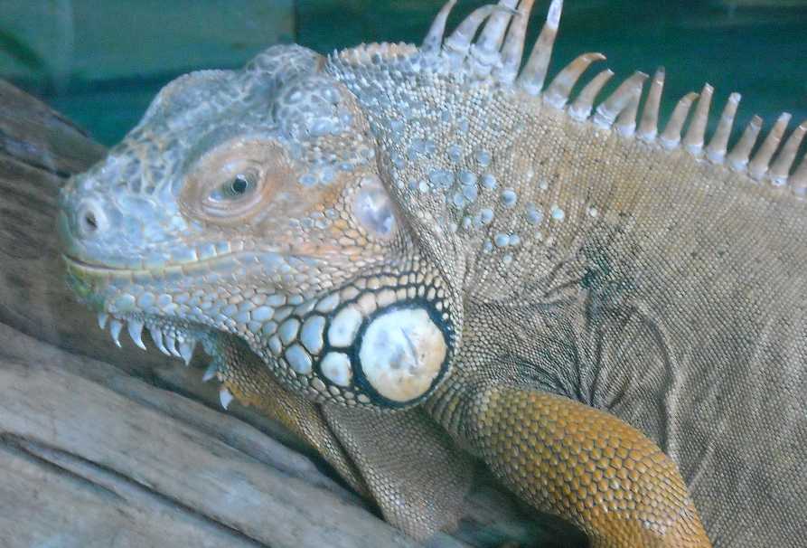   - Iguana iguana  ( 5758) 