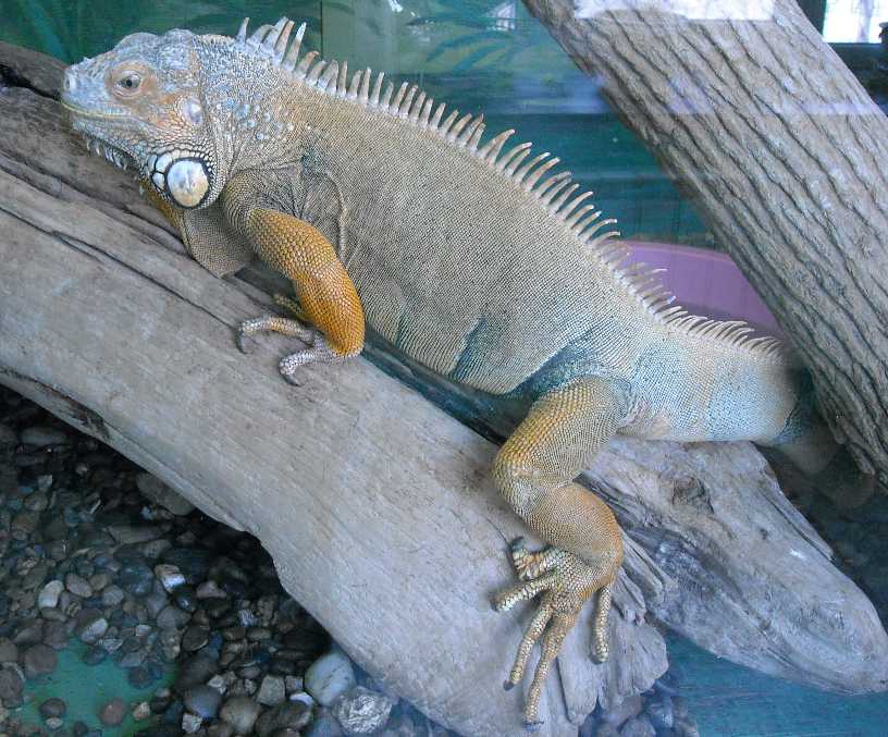   - Iguana iguana  ( 5759) 