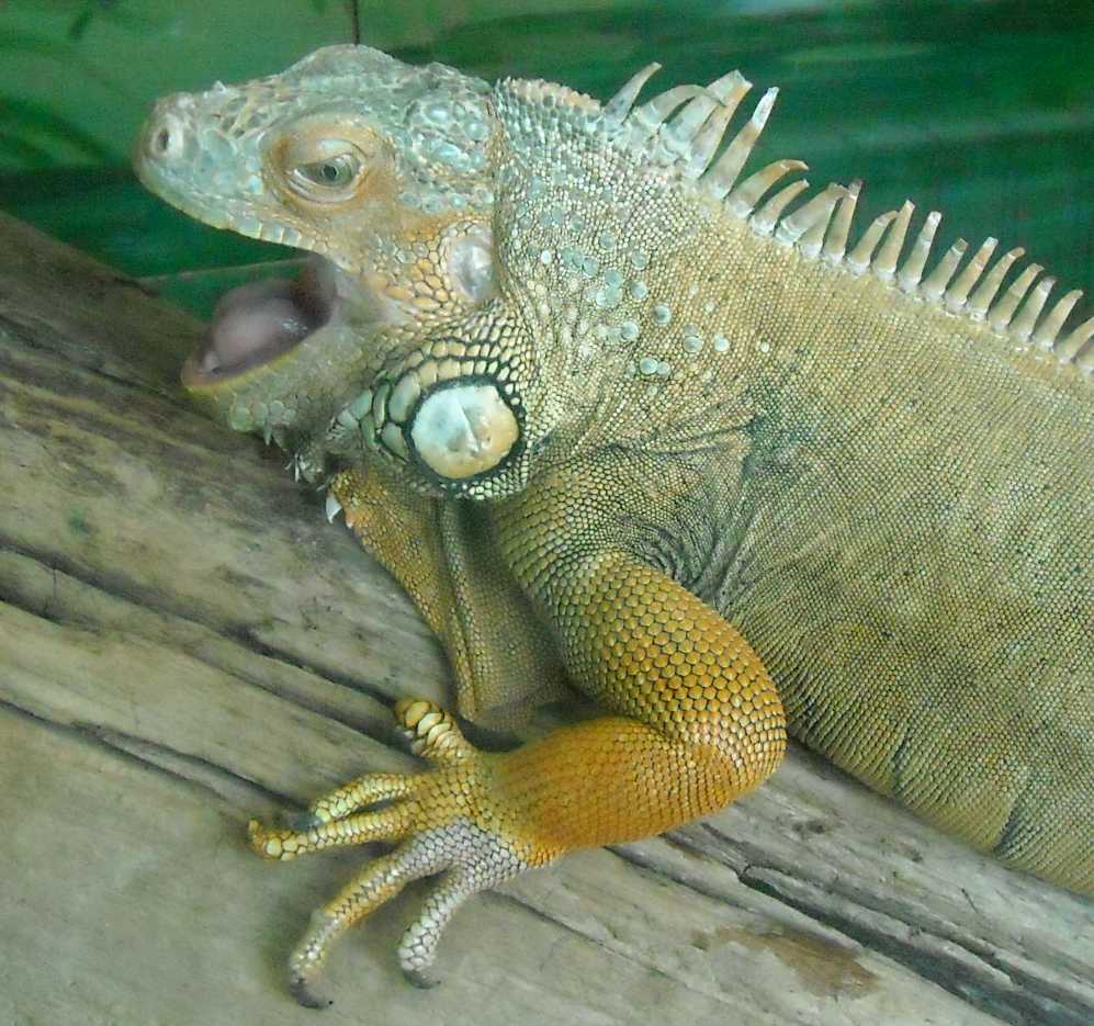   - Iguana iguana  ( 5760) 