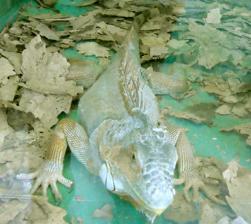   - Iguana iguana  ( 5761) 
