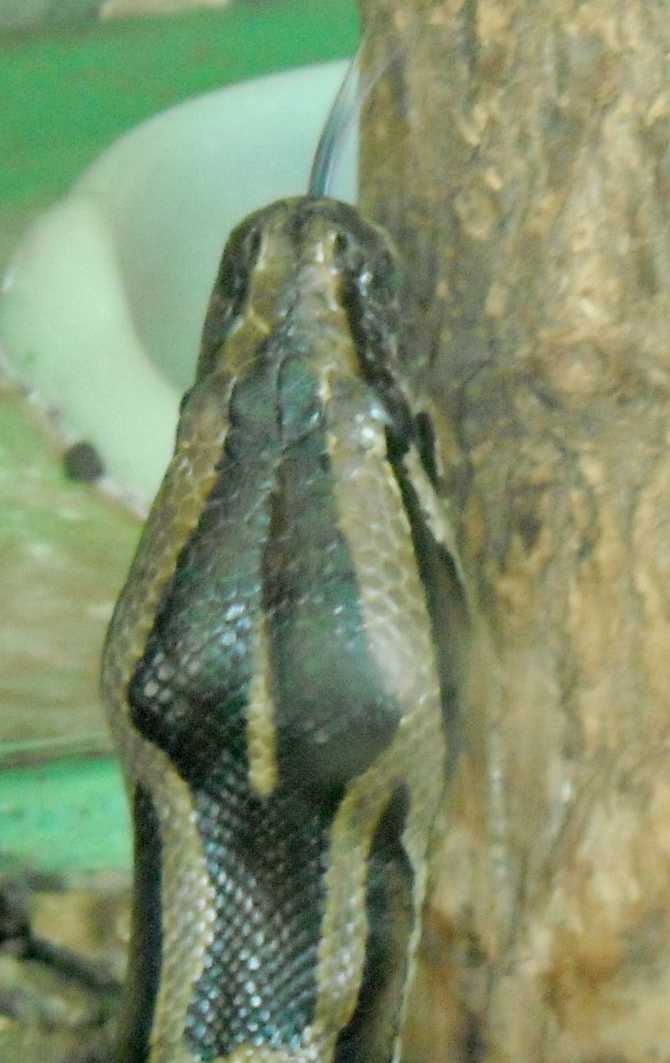   - Python molurus  ( 5770) 